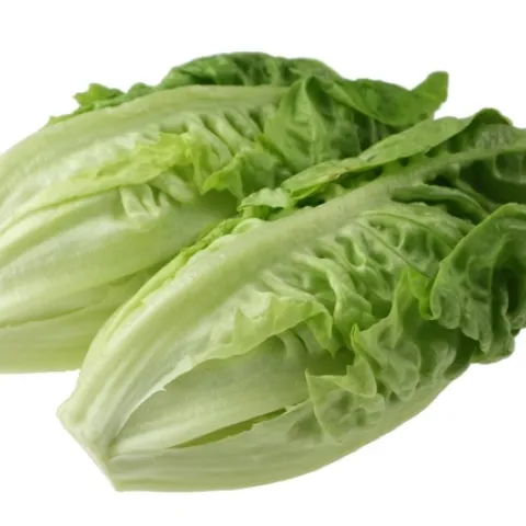 Officials believe romaine lettuce contaminated with E. coli O157:H7 is responsible for recent illnesses and two deaths in the U.S. and Canada. (Photo: Creative Commons 3 - CC BY-SA 3.0)