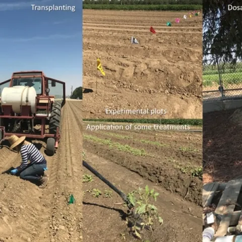 Tomato fertility study