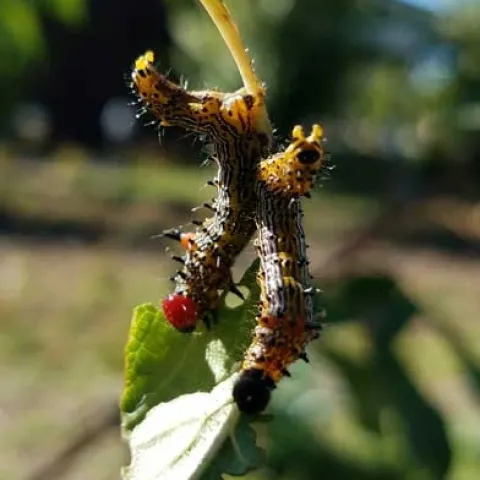 Two redhumped caterpillar larvae on a plum branch. (Photo: Belinda Messenger-Sikes)