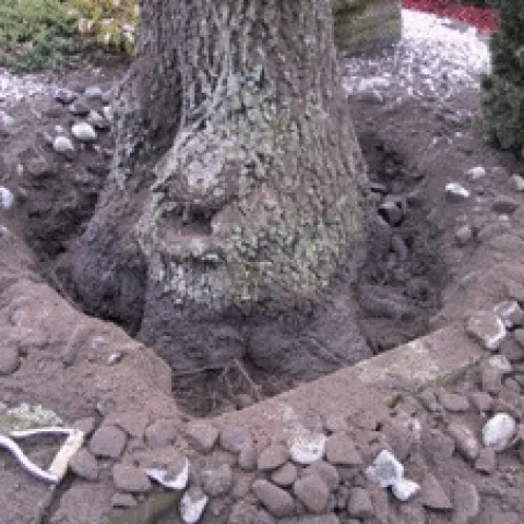 buried tree trunk