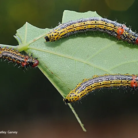 Redhumped caterpillars on a Western redbud tree in Vacaville, Calif. (Photo by Kathy Keatley Garvey)
