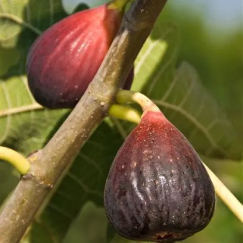 Brown Turkey Fig