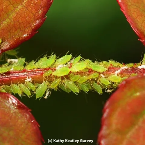 Entomologist Fiona Goggin of the University of Arkansas studies plant defenses. A UC Davis alumnus, she will return to the campus Jan. 17 to present a seminar. Here aphids suck out plant juices in a rose. (Photo by Kathy Keatley Garvey)