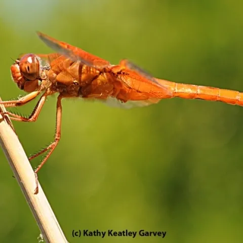 Like to draw or color dragonflies? You'll have the opportunity to do just that at the Bohart Museum of Entomology open house from 1 to 4 p.m., Sunday, Jan. 21. This is a flameskimmer dragonfly, Libellula saturata. (Photo by Kathy Keatley Garvey)
