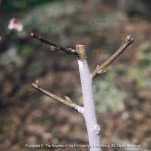 pruning young trees