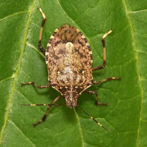 Brown Marmorated Stink Bug