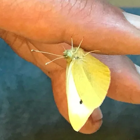 This is the winner of the first butterfly of the year in Art Shapiro's Beer for a Butterfly contest. He collected it in West Sacramento on Jan. 19. (Photo by Sherri Mann of the Department of Evolution and Ecology)