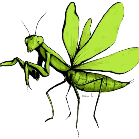 This stunning praying mantis illustration is the work of Ivana Li, UC Davis entomologist and artist. It will be among the art displayed at the Bohart Museum of Entomology's open house on Jan. 21.