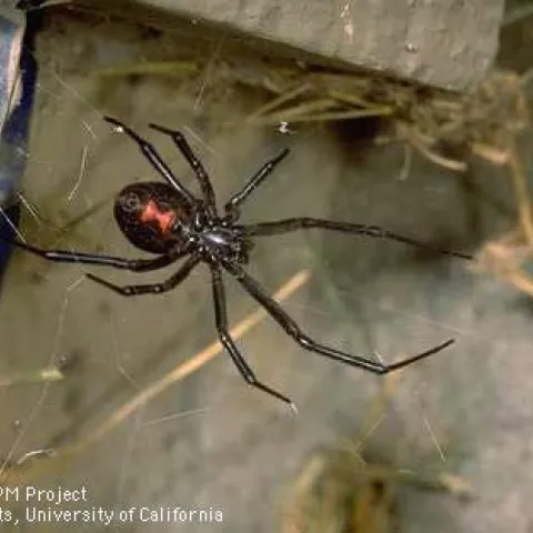 The black widow spider is the most harmful spider in California. (Photo: Jack Kelly Clark)