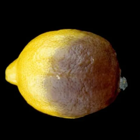 citrus brown rot lemon