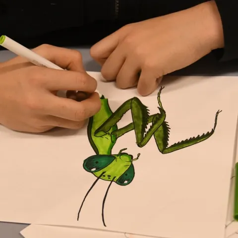 This praying mantis, drawn by Karissa Merritt, is being colored by James Harris, 13, of Winters at the Bohart Museum of Entomology open house. (Photo by Kathy Keatley Garvey)