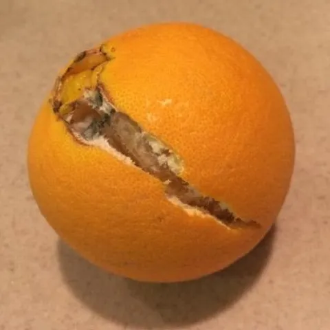 Split Navel Orange