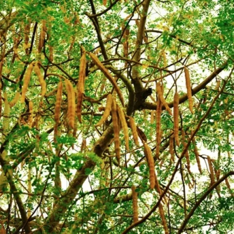The seed pods and branches of a moringa tree. (Photo: Wikimedia Commons, CC BY-SA 40)