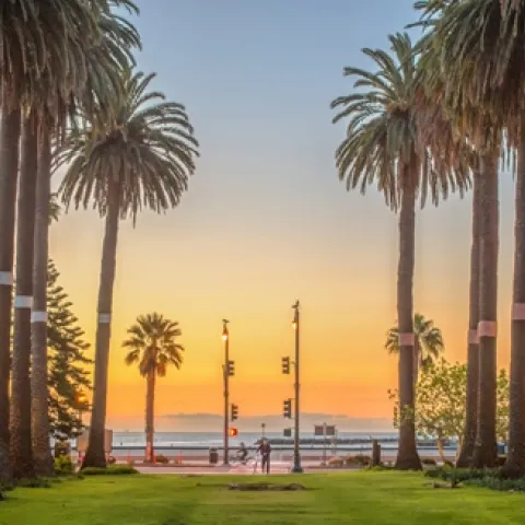 Santa Barbara’s iconic palm trees. Photo by Alex Beattie.