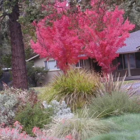 Red maples in my neighbor's front garden.