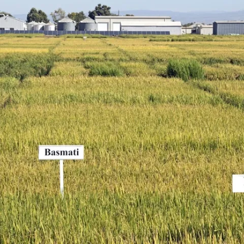 Rice variety trials at the Rice Research Station in Biggs, Calif. (Photo: Evett Kilmartin)