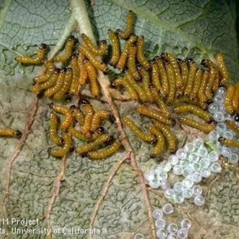 Infestation of young redhumped caterpillars. [Credit: Jack Kelly Clark]