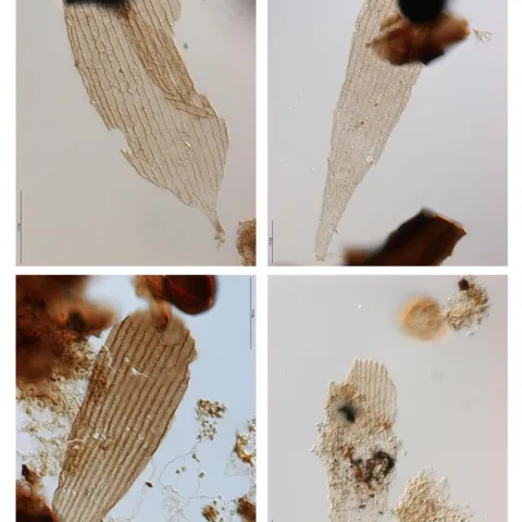 oldest insect wings