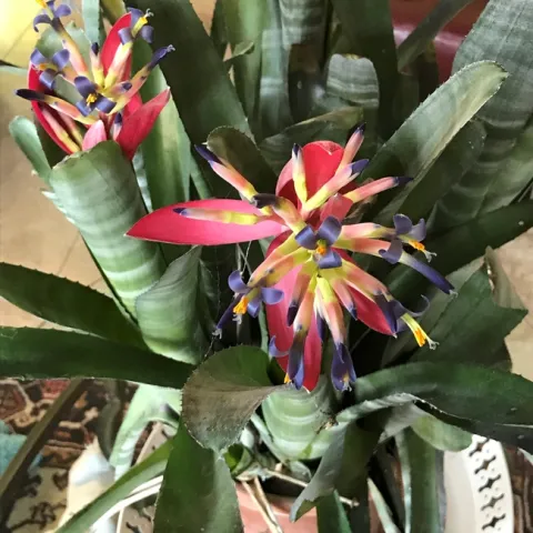 photos by Trishae Rose