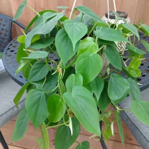 Heartleaf Philodendron by E. Warne