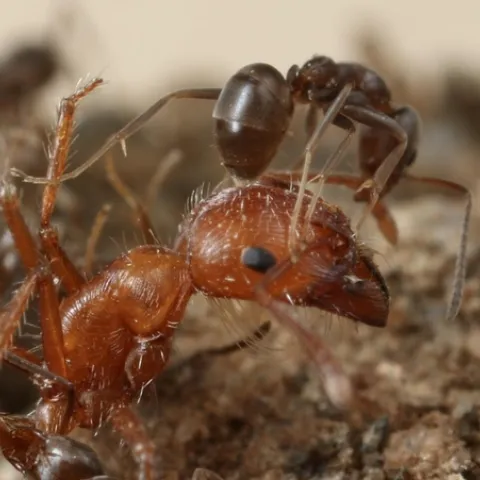 argnetine ant attacking opponent ant