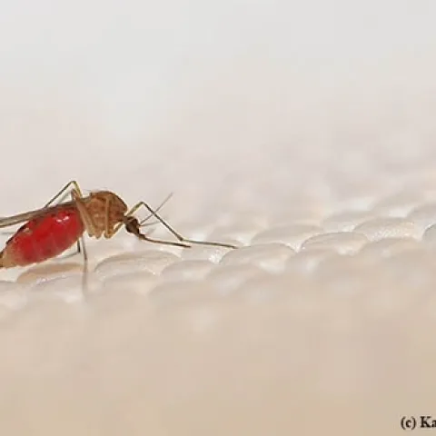 This Culex mosquito, Culex quinquefasciatus, transmits West Nile virus and other viruses. (Photo by Kathy Keatley Garvey)