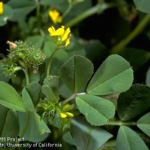 California burclover. [Credit: Jack Kelly Clark]