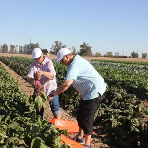 visitors harvesting vegetables in the 2018 winter tours at Farm Smart