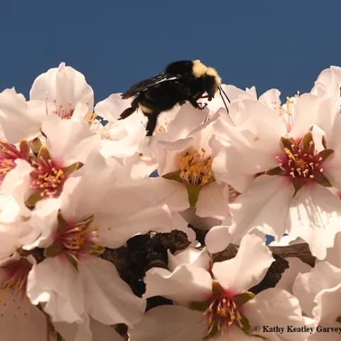A yellow-faced bumble bees, Bombus vosnesenskii, forages on almond blossoms in Benicia, Calif., on Feb. 2. (Photo by Kathy Keatley Garvey)