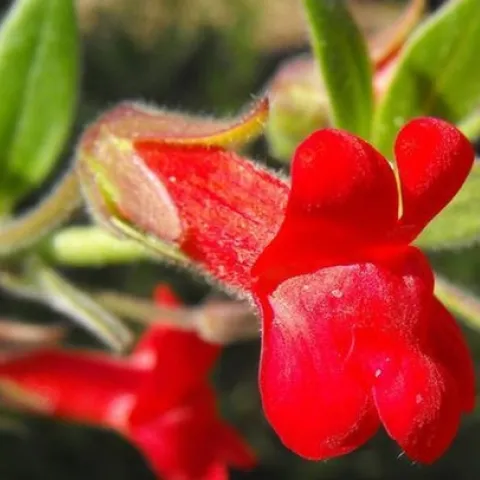 Galveziaspeciosa-firecracker Flickr