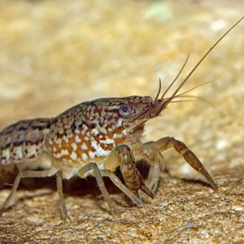 Marbled crayfish