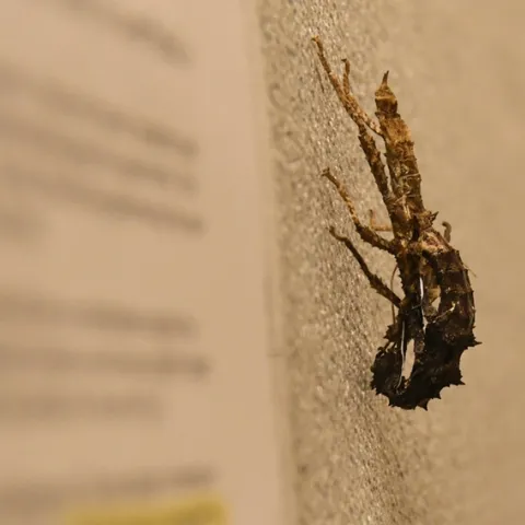 A stick insect in the process of molting. (Photo by Kathy Keatley Garvey)