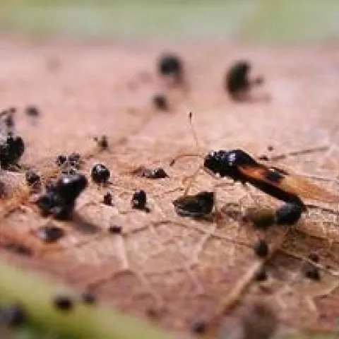 lace bug and excrement on leaf