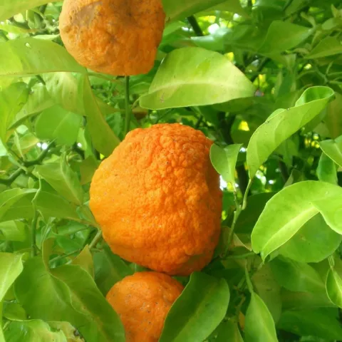 Seville Oranges