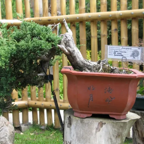 25 year-old Juniper.