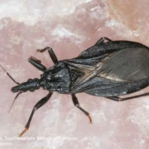 Adult western conenose bug, Triatoma protracta. (Credit: Justin Schmidt)