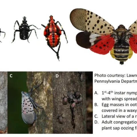 Spotted lanternfly life stages and damage