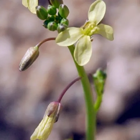 Saharan Mustard. Photo: © 2005 Michelle Cloud-Hughes