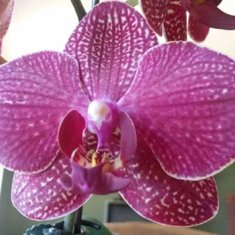 Moth Orchid by E. Warne