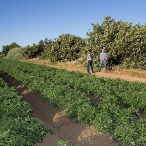 The native California shrub toyon, or Christmas berry, blooms with white flowers in a hedgerow planted behind Rachael Long and a tomato grower.