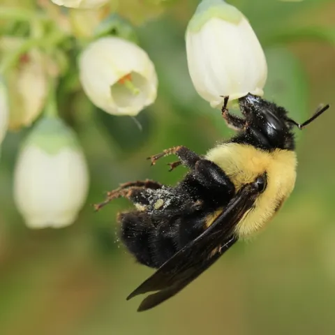 A brown-belted bumble bee, Bombus griseocollis, pollinating a blueberry flower. (Photo courtesy of Rachael Winfree)