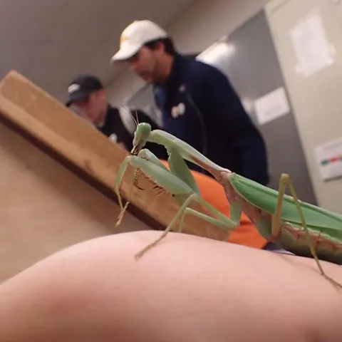 Cupcake, a Rhombodera megaera praying mantis, perches on the hand of her owner, UC Davis animal biology major, Crystal Homicz. (Photo by Kathy Keatley Garvey)