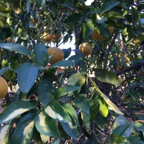 citrus leaf claering 1