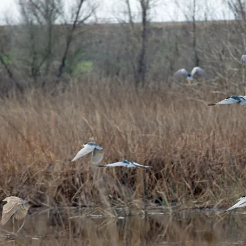 Migrating waterfowl stop at Yolo Bypass. UC Davis research has shown that 5 percent to 20 percent of waterfowl carry avian influenza.