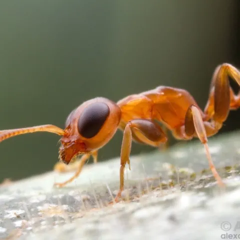 This is a big-eyed ant, Pseudomyrmex boopis. Alexander Wild, who received his doctorate in entomology from UC Davis and is now curator of entomology, University of Austin, Texas, captured this image in Armenia, Belize. See more of his images at alexanderwild.com. (Copyrighted by Alex Wild and used with permission)