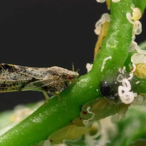 Asian citrus psyllid adult and nymphs. [Credit: ME Rogers]