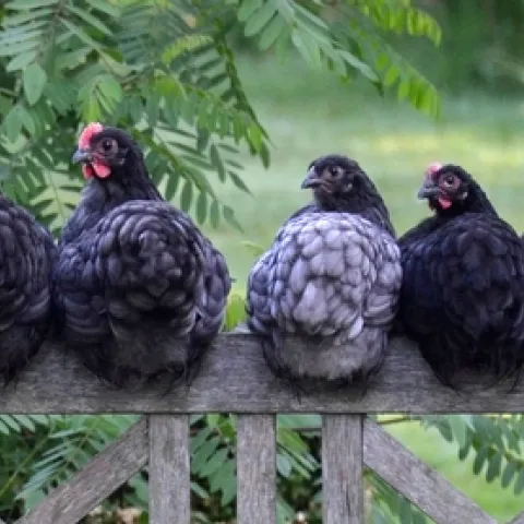 Thank you for participating in our citizen science project