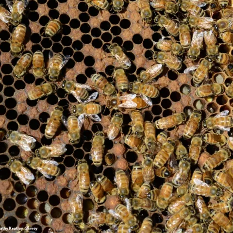 The evolutionary history of honey bees dates back to at least 30 million years ago. (Photo by Kathy Keatley Garvey)