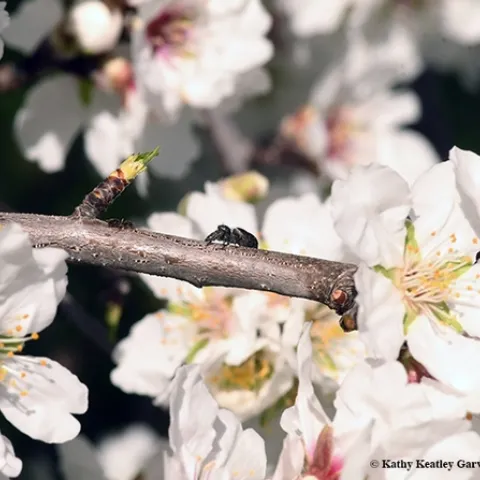 Can you see an ant and a spider in this photo of an almond tree? It's a winter ant, Prenolepis imparis and a jumping spider, Salticidae. (Photo by Kathy Keatley Garvey)