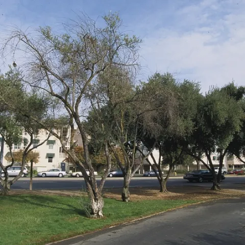 Fig 1. Limb dieback and sparse canopy of overwatered olive trees around which turf was planted. Unirrigated trees in the background are healthy. (Photo: L. R. Costello)